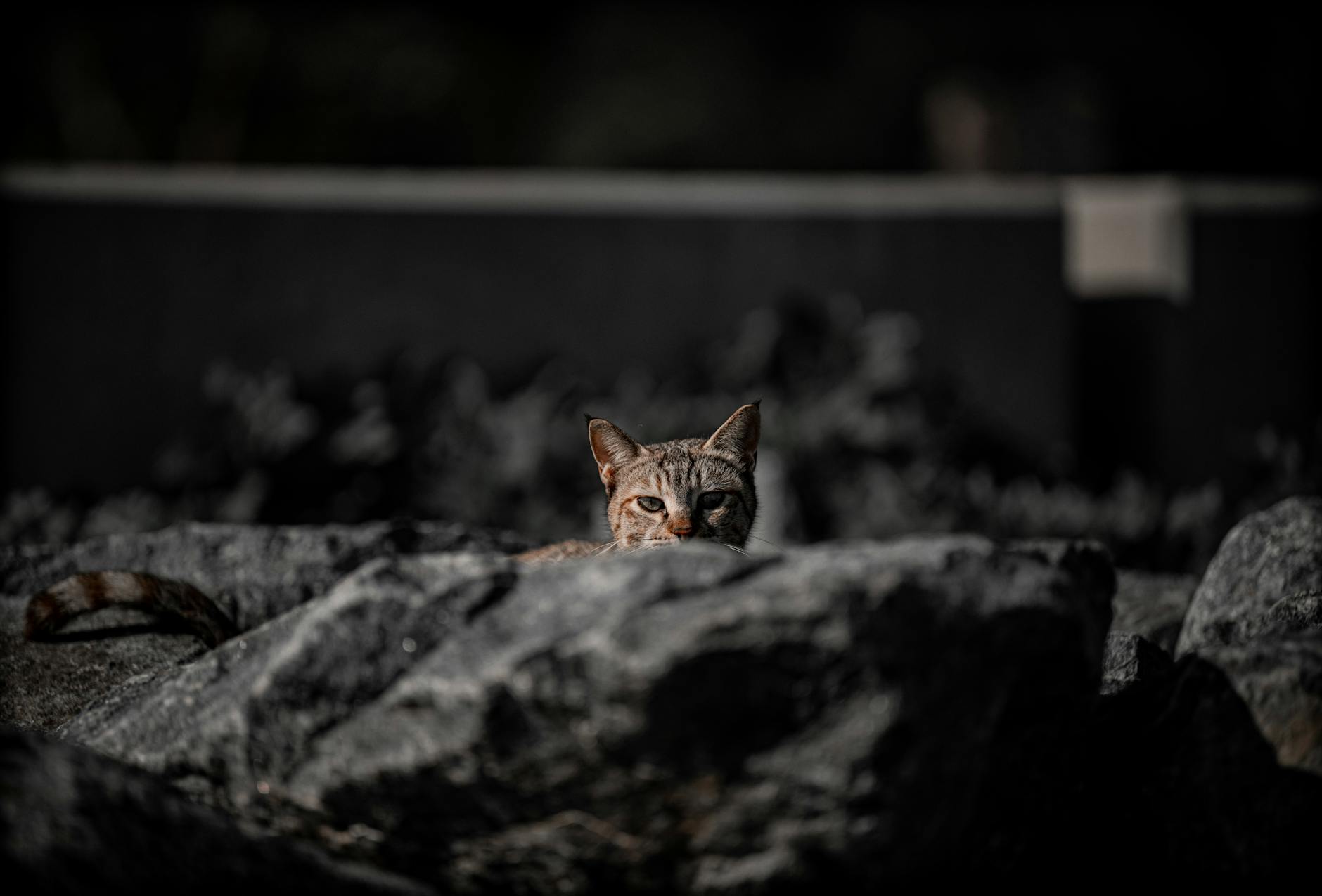 A focused portrait of a cat peeking over rocks with a dramatic background in Kuwait City.