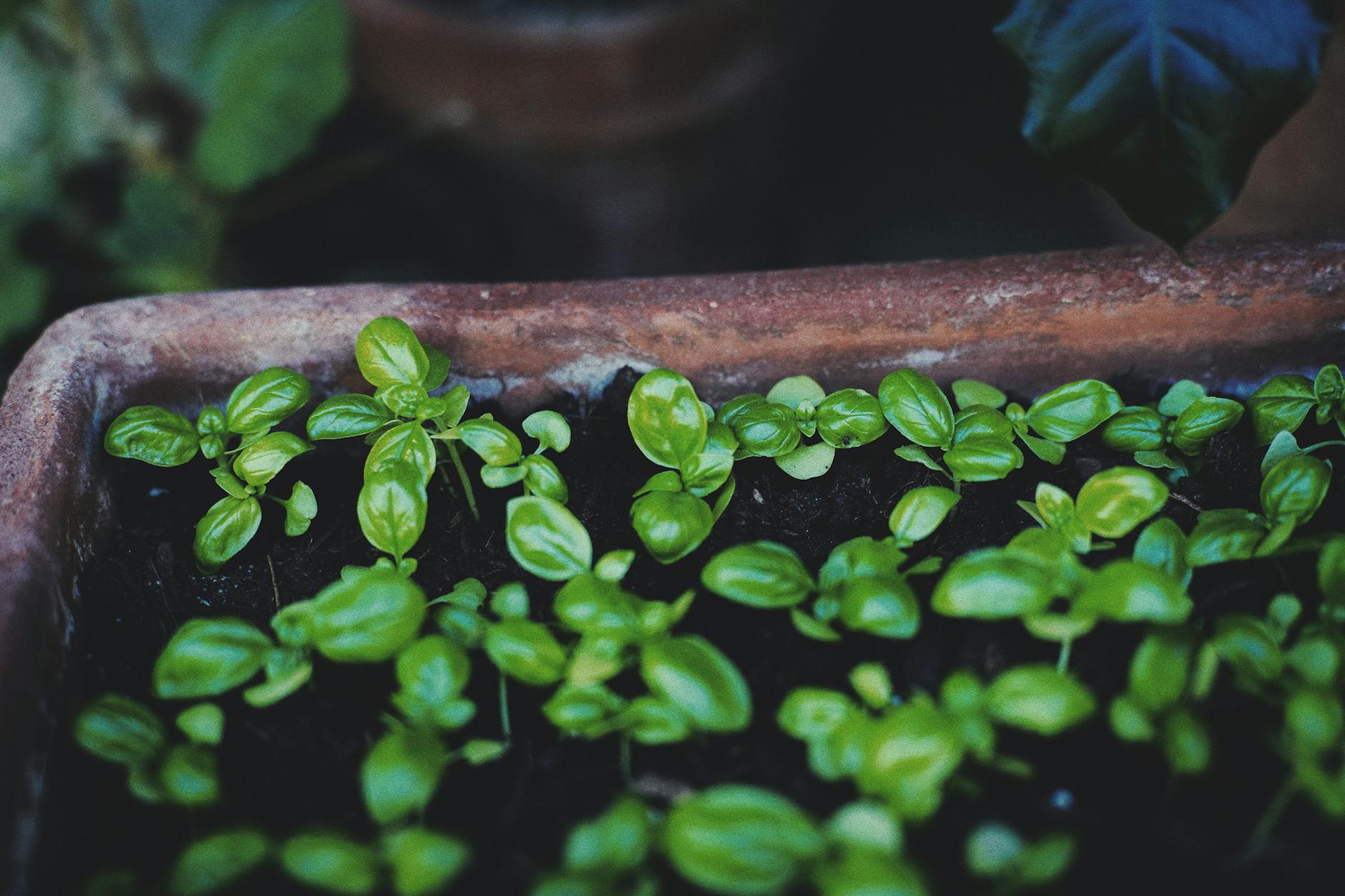 Vibrant young basil plants thriving in a terracotta flower pot, showcasing lush green leaves.